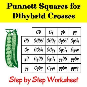 Dihybrid crosses involve tracking two traits simultaneously. Punnett Squares for Dihybrid Crosses Worksheet | Teaching, Teacher, Worksheets