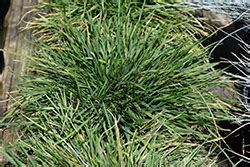 Луговик дернистый (deschampsia cespitosa `pixie fountain`) 36. Pixie Fountain Tufted Hair Grass (Deschampsia cespitosa 'Pixie Fountain') in Denver Arvada Wheat ...
