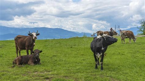 Idyllic Landscape In The Mountains With Cows Grazing In Fresh Green