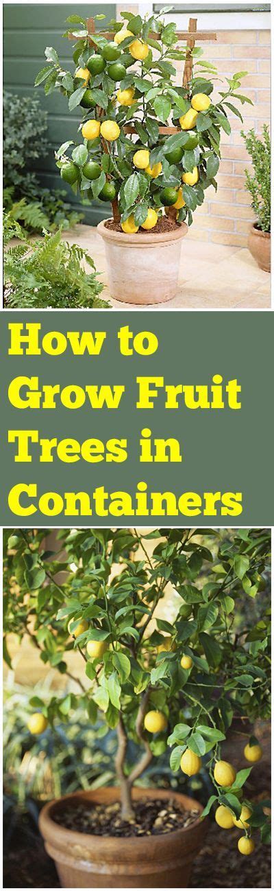 Fruit Trees How To Grow And To Grow On Pinterest