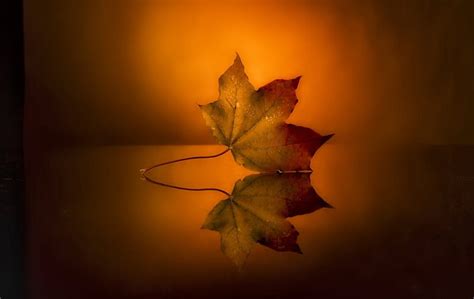 Lonely Fall Autumn Reflection Leaf Hd Wallpaper Peakpx