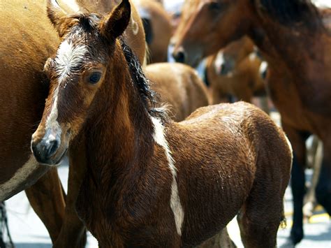Free Stock Photo Of Animals Herd Horses
