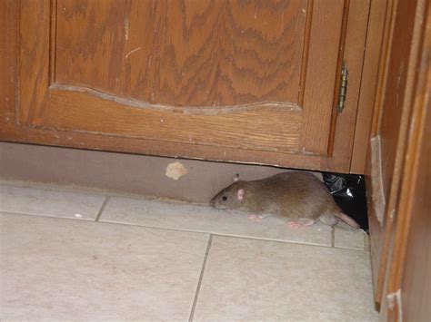 Pest control professionals run into this problem very frequently. Dealing With Rats In Homes, Rat Related Diseases