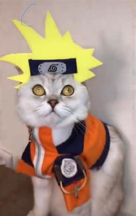 Naruto Cat Rnaruto