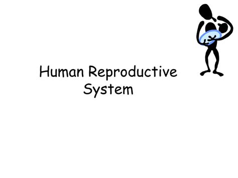 Ppt Human Reproductive System Powerpoint Presentation Free Download Id9702406