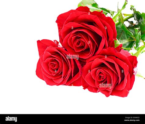 Roses Isolated On White Background Stock Photo Alamy