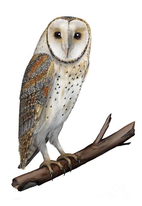 Barn Owl Drawings Canvas Prints And Barn Owl Drawings Canvas Art