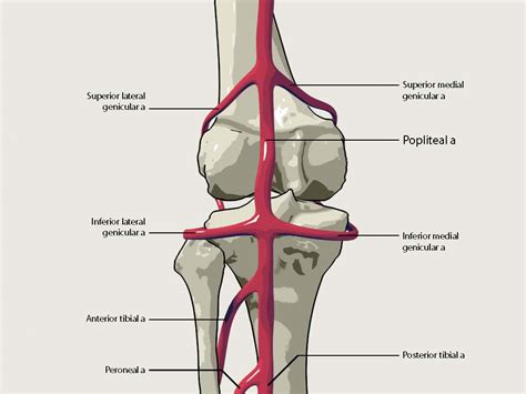 Popliteal Artery Anatomy And Course Bone And Spine