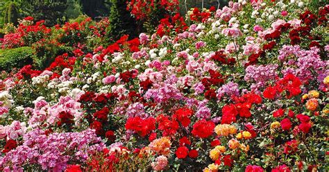 Rose Classification And The Best Types For Your Garden