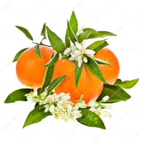 Collection 92 Pictures Orange Flower To Fruit Time Lapse Excellent 102023