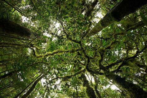 Trees reproduce in a similar way to flowering plants with pollen spread by wind or insects, fertilizing the female parts of the. Rainforest+Canopy+Trees | Rainforest Canopy. (With images ...