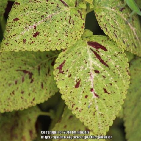 Coleus Coleus Scutellarioides Giant Exhibition™ Marble In The Coleus