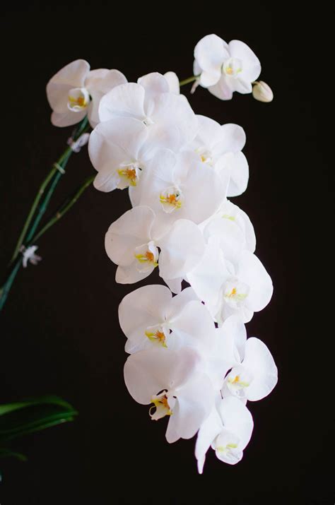 White Orchids Delicate Beauty Flowers Their Meaning Pinterest