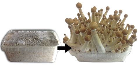Magic Mushroom Grow Kits Legal In Usa And Canada Psilocybe Cubensis