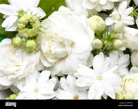 White Jasmine Flowers Fresh Flowers Natural Backgrounds Stock Photo Alamy