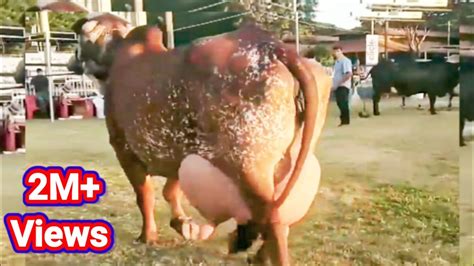 World Highest Milking Biggest Udder Gir Cow Breed Litters Milk Record Geer Gay Documentary
