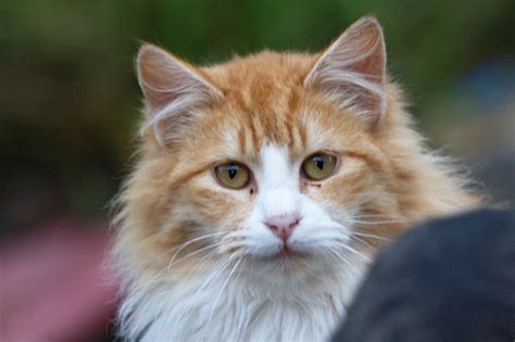 The Feral Life Compassion Cats Fluffy Orangewhite Feral Cat Portrait