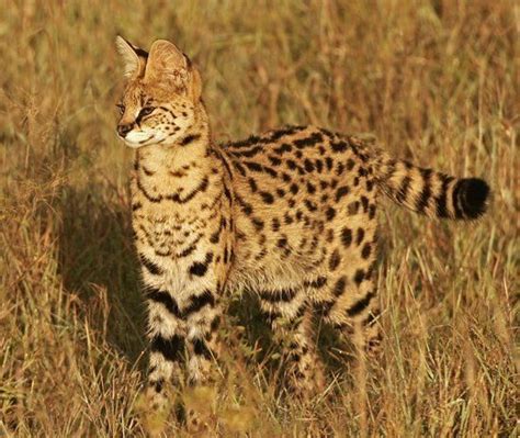 Serval Servals Can Jump More Than 9 Feet In The Air To Catch A Bird In