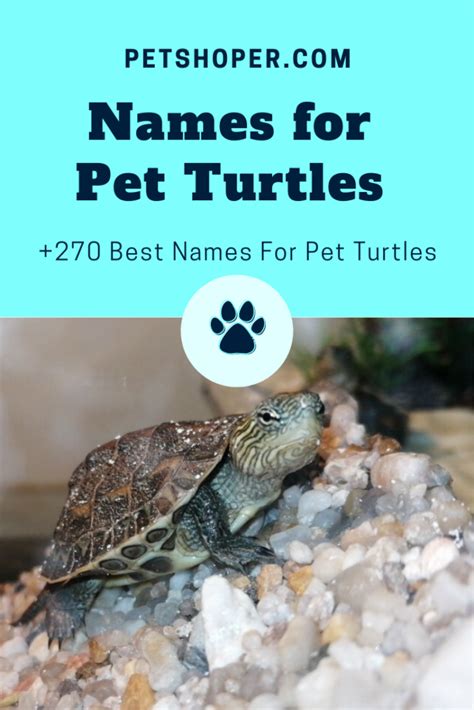 Best Turtle Names