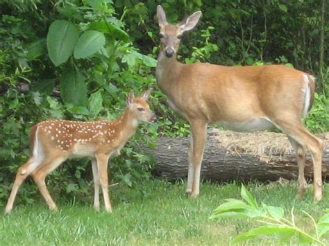 Mother Deer And Baby Deer 010 Snow678 Flickr