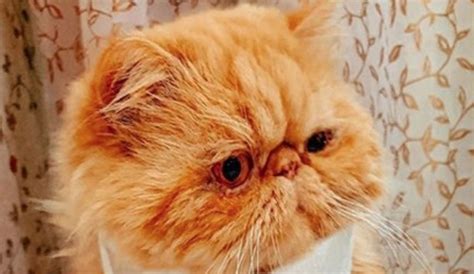 Some cats are originated in arabic, such as the egyptian mau, which is a fascinating cat with long history, delightful personality, striking eyes and appearance. Top 35 Best Male Persian Cat Names | PetPress