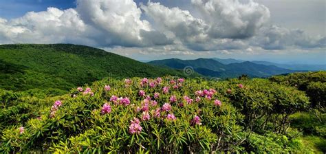 Rhododendrons Blooming In June Atop Roan Mountain Stock Image Image