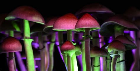 Magic Mushrooms: Possible Cure for Depression and Anxiety ...