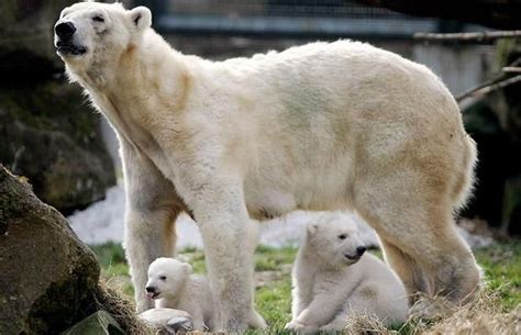 pin on ijsbeer huggies polar bear huggies from ouwehands dierenpark rhenen the netherlands