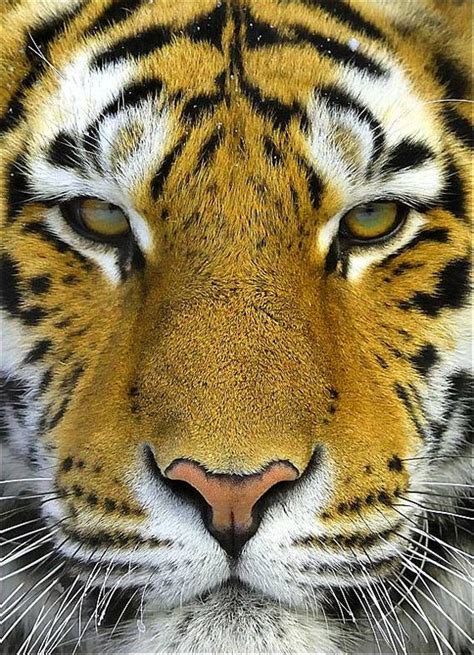 10 Amazing Portraits Of Wild Animals Lifestyle