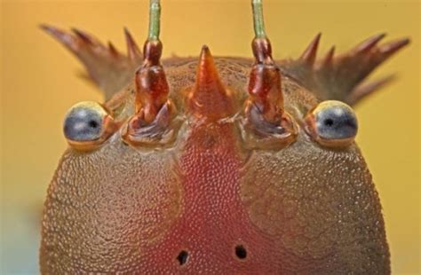 Stunning Close Up Photos Of Slick And Sexy Bugs Metro News