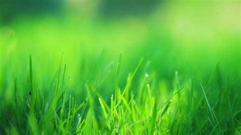 Grass Field Wallpapers Top Free Grass Field Backgrounds Wallpaperaccess