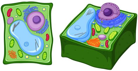 Browse 30,909 animal cells stock photos and images available, or search for plant and animal cells to find more great stock photos and pictures. Close up diagram of plant cell 417512 Vector Art at Vecteezy