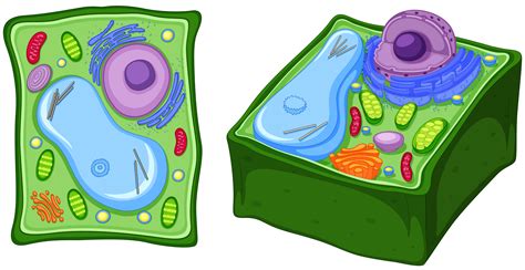 We did not find results for: Close up diagram of plant cell 417512 Vector Art at Vecteezy