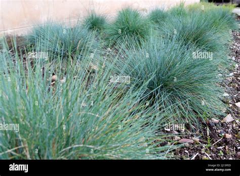 Festuca Glauca Groundcover Plants Blue Fescue Ornamental Grass In The