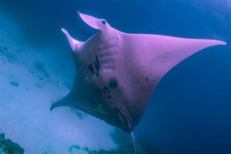 The Worlds Only Pink Manta Ray Inspector Clouseau Returns To The