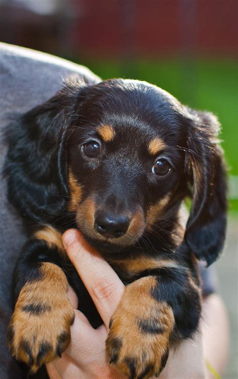 How long should i let my puppy cry? Cute Puppy Dogs: long haired dachshund puppy