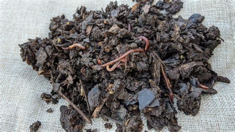 Compost Worm Feeding Guide How To The Golden Rules And Pro Tips