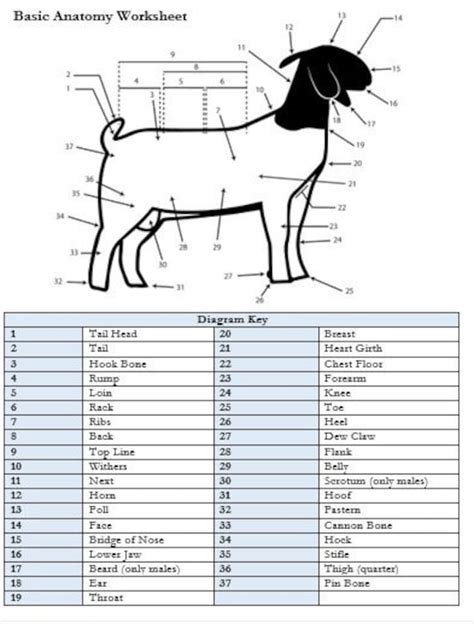 printable goat external anatomy worksheet etsy