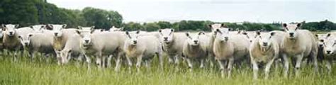 Breeding Crossbred Tups In Tip Top Condition Farmers Weekly