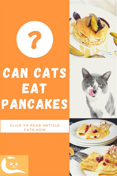 When raccoons were in my home and backyard my cat was nowhere to be seen. Can Cats Eat Pancakes | Eat, Cat diet, Cat nutrition