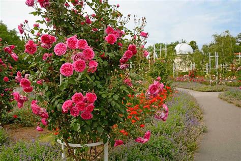 33 Enchanting Rose Garden Ideas To Ignite Your Imagination