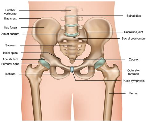 Hip Bone Structure Anatomy