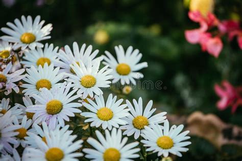 White Innocent Daisies Marguerite Flowers In Spring Stock Photo