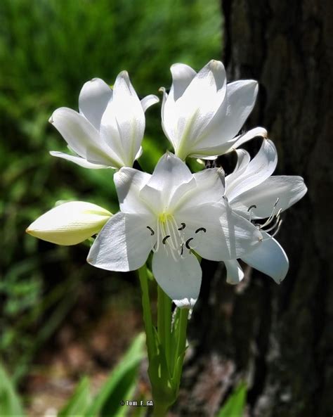 St Christopher Lily Crinum Jagus In The Crinums Database