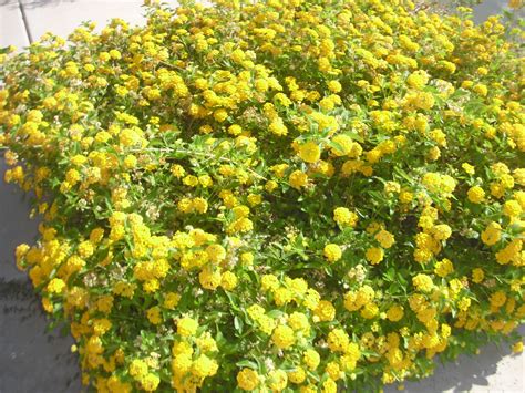 Yellow Lantana Ground Cover Plants