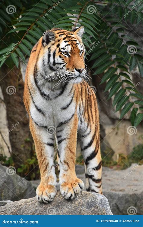 Close Up Front Portrait Of Siberian Amur Tiger Stock Photo Image Of