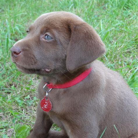 Learn more about jesse today. Black & Chocolate Lab Puppies For Sale!