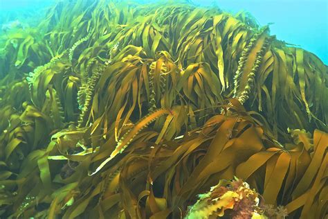 Kelp Forests In Our Back Yard The Eastern Shore Cooperator