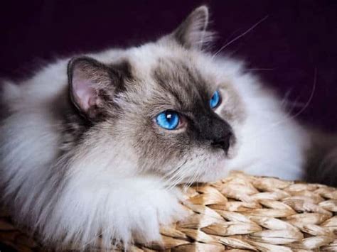 Himalayan Ragdoll Cat Guide 101 All You Need To Know