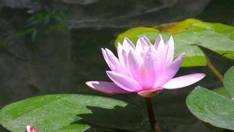 The background is lotus leaf and lotus bud in a pond. Beautiful Pink Lotus Flower Floating In Water Stock ...